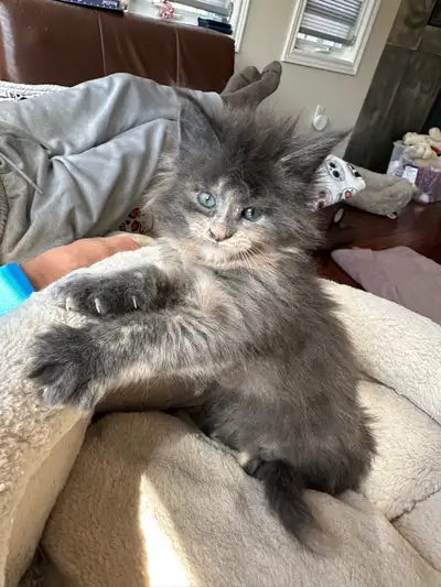 XXL European Maine Coon Kittens, View more