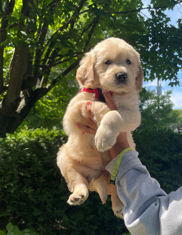 Chiot Golden Retriever ( Prêt) Chiens et chiots à adopter Victoriaville Kijiji