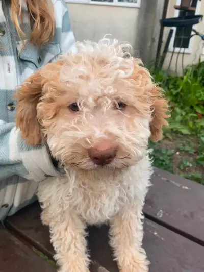 Lagotto Romagnolo Puppies, View more
