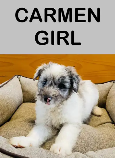 Maltipoo mix puppy one girl!, View more