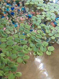 Salvinia Surface plants