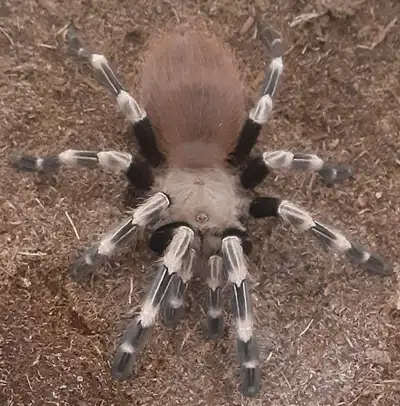 My holdbacks from a purchase of 10 (interests have changed). 3" each and growing. Price firm for the...