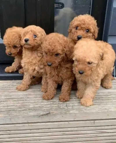 Poodle Puppies, View more