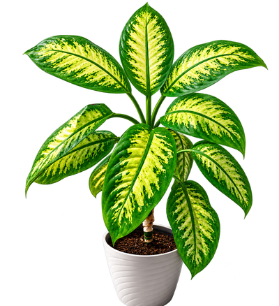 Dieffenbachia Live Plant, View more