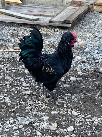 FREE ROOSTERS, View more