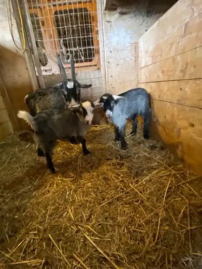 Male Pigmy Goats , View more