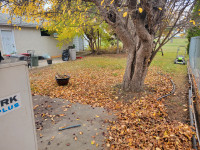 Spring l clean ups leaf cleaning  in regina and area!