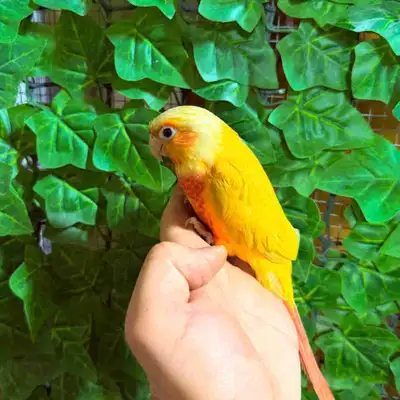 Sun cheek conure, View more