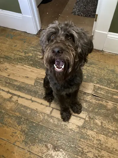 Labradoodle needs new home, View more