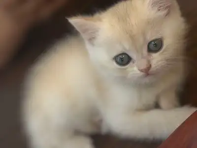 Caramel Blue Golden British Shorthair Male Kitten, View more