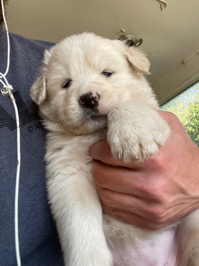 Great Pyrenees/ Maremma Dogs & Puppies for Rehoming Ottawa Kijiji