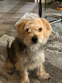 3 year old dog yorkie bichon mix