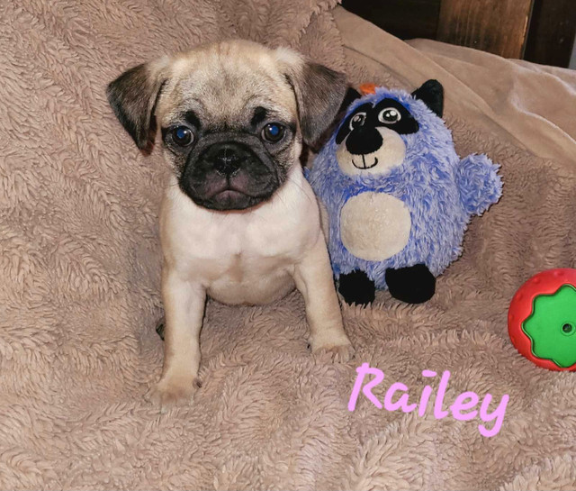 ****carlins(pugs)**** dans Chiens et chiots à adopter  à Laurentides - Image 3