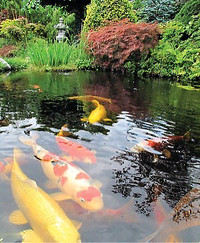 Accepting unwanted Koi fish