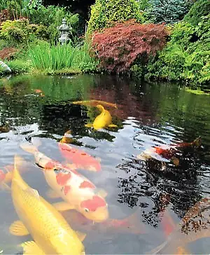 If you have any L, even XL Koi fish that had outgrown your tank or a pond, can't winterize them, or...