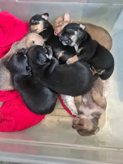 chiweenie for rehoming, View more