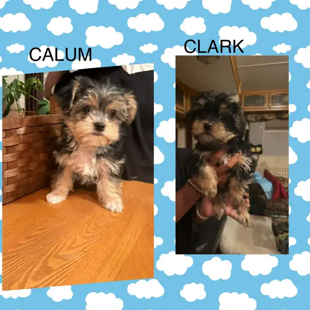 Yorkie/Biewer.. ONLY 2 Boys to go! (*See Note below) in Dogs & Puppies for Rehoming in Hamilton - Image 3