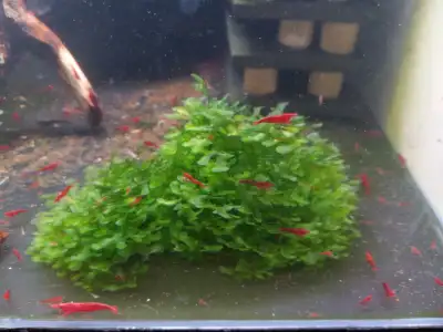 Cherry Shrimp Red Blue Yellow Orange Black Aquarium Plants Sna, View more