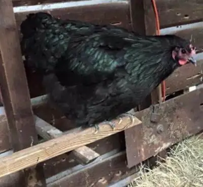 BYM LAYING HENS, View more