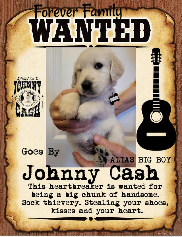 ALL PUPPIES NOW HAVE HOMES Golden Retriever Puppies  Yeee Hawww! in Dogs & Puppies for Rehoming in Kitchener / Waterloo - Image 2