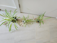 Spider plant in pot with hanging nest