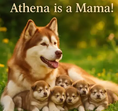  Upcoming Fall Alaskan Malamute Puppies!  Reserve Now!, View more