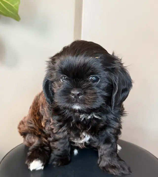 **Adorable Puppies Looking for Their Forever Homes!** in Dogs & Puppies for Rehoming in Ottawa - Image 4