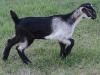 Beautiful Buckling Nubian Alpine Cross Goat