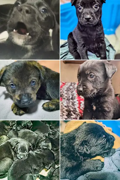 Voirsur youtube et tiktok Mix Labrador / Cursino / Rothweiller., View more