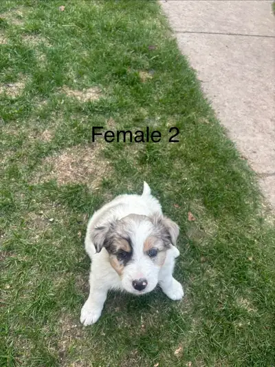 Border collie Australian shepherd puppy. Ready for her new homes. Call 780-210-0422.