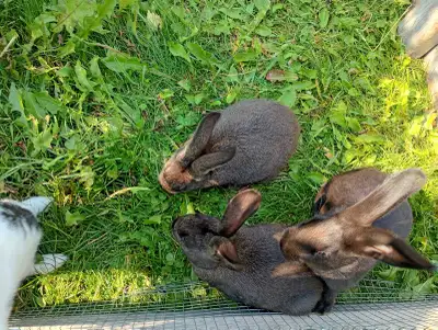 Rabbits for sale. Father is a Rex/Californian Mother's are new Zealand's Ready to go. 4 available at...
