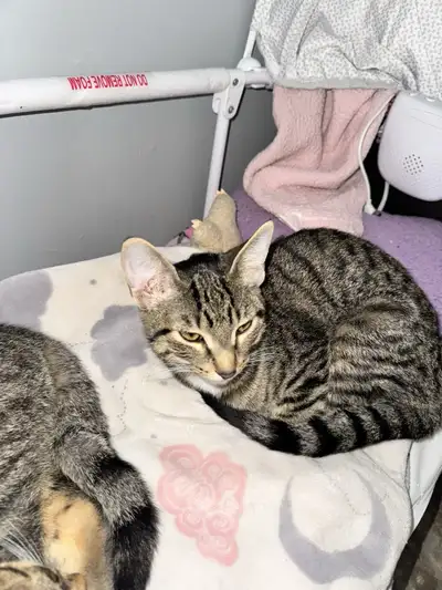 Female Kitty!!, View more