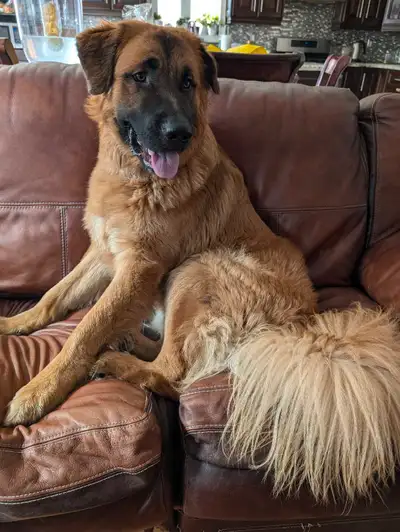 German Shepherd & St. Bernard mixhandsome dude, View more