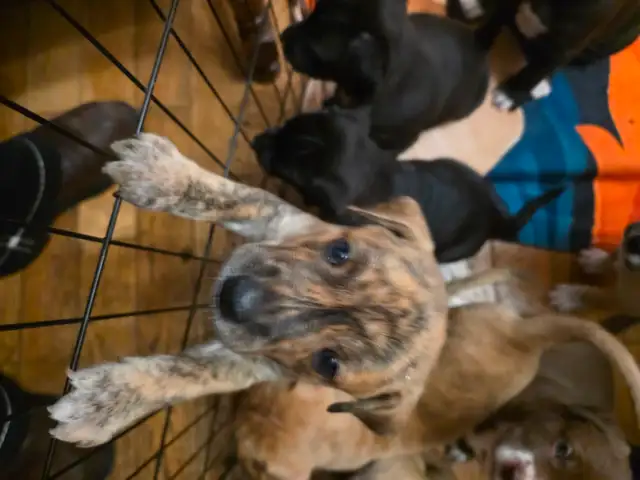 Puppies for sale! in Dogs & Puppies for Rehoming in Calgary - Image 10