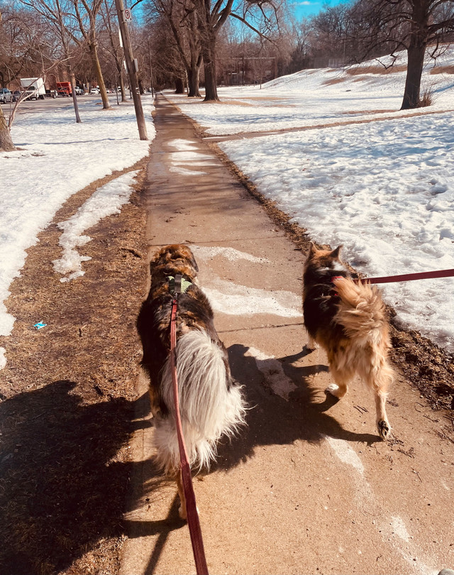 dog walker/ sitter/ dog boarding   Call Lena 647-794-8905 in Animal & Pet Services in City of Toronto - Image 3