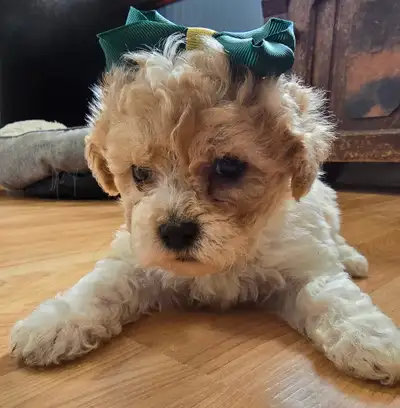 Ready for new home first week of June. Well socialized, use to children and other pets. Fully weaned...