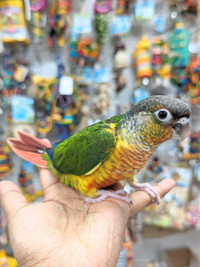Yellow-Sided Conure Babies