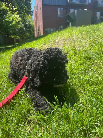 Beautiful Male Mini Cockapoo 13 weeks old vaccinated and dewormed. Playful, loyal and has a great pe...