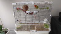 Lovebird, Bird cage, accessories, food