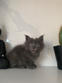 Maine Coon male kittens 