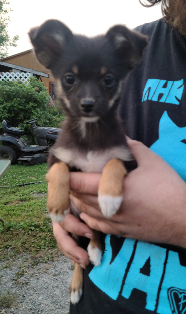 Tiny PomChi Puppies - Ready To Go in Dogs & Puppies for Rehoming in Ottawa - Image 3