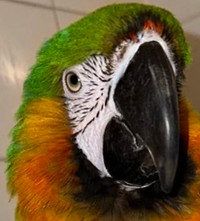 Catalina Macaw with cage