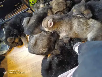 puppies Shepard's , View more
