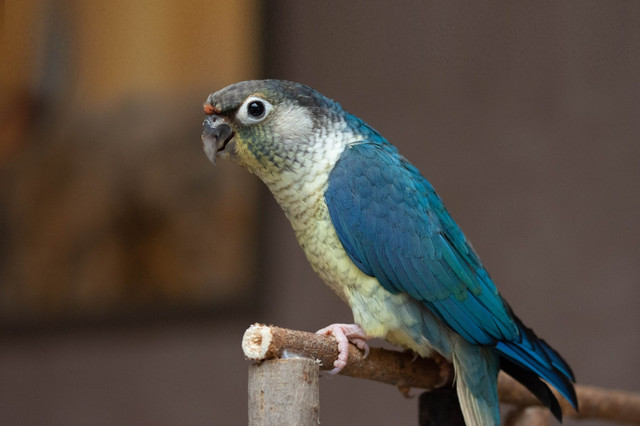 ⭐❤️❤️ CONURE ❤️❤️  BABY with Cage & Food ⭐❤️❤️ in Birds for Rehoming in Woodstock - Image 3