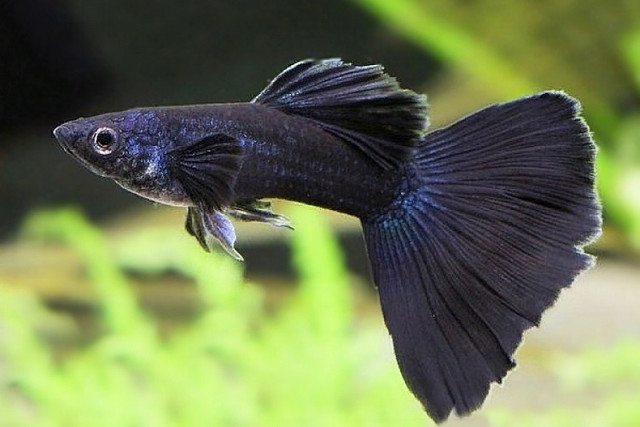 BEAUTIFUL MIDNIGHT BLACK GUPPIES in Fish for Rehoming in North Bay