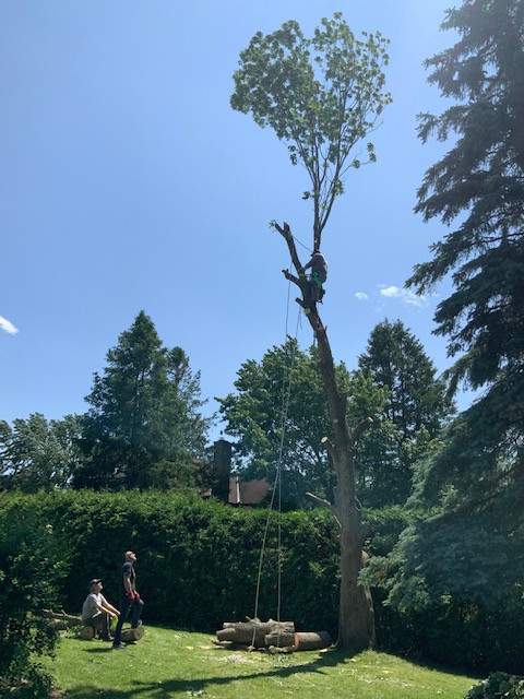 AA Tree service in Lawn, Tree Maintenance & Eavestrough in Ottawa