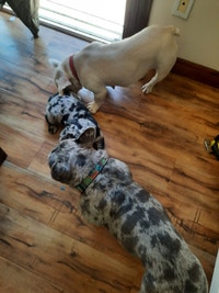 French bulldog puppies