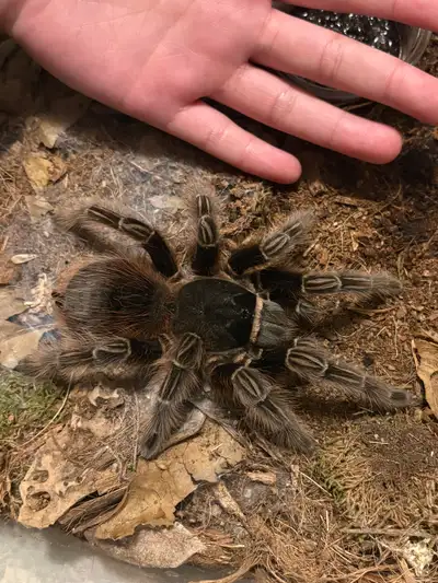 Female scarlet birdeater tarantula (L. klugii), View more
