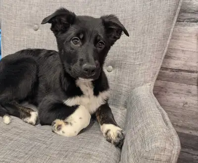 Bernese x puppies Male & Female Tri vaccinated, View more