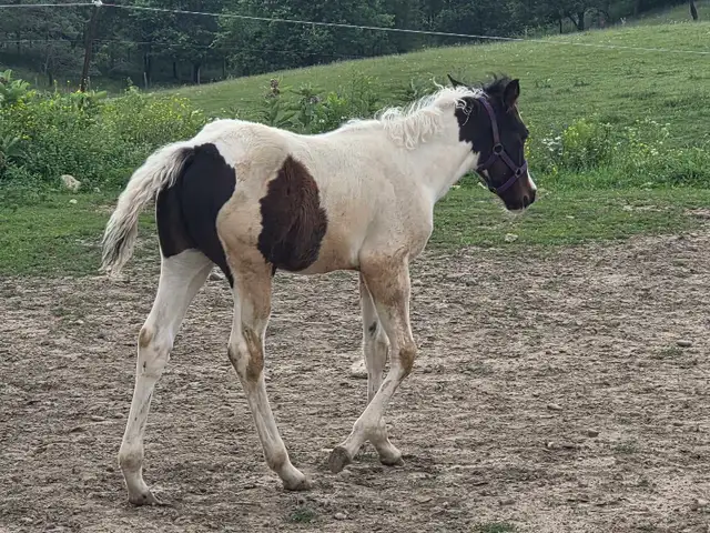 A Beautiful Bay/White APHA Filly in Horses & Ponies for Rehoming in Owen Sound - Image 5